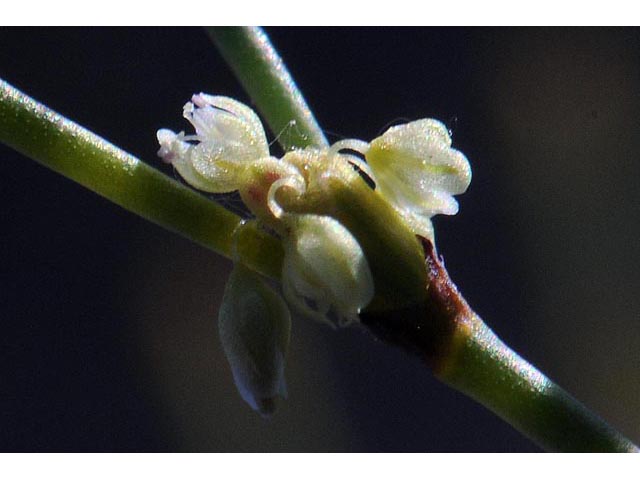 Eriogonum brachyanthum (Shortflower buckwheat) #50661