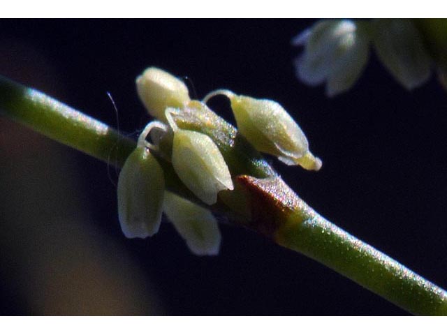 Eriogonum brachyanthum (Shortflower buckwheat) #50662