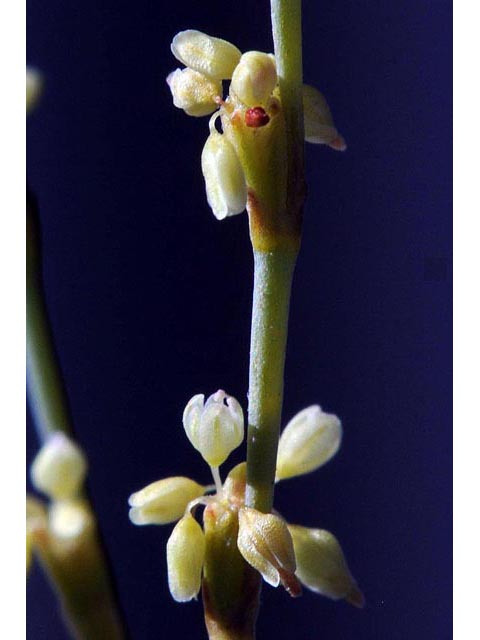 Eriogonum brachyanthum (Shortflower buckwheat) #50664