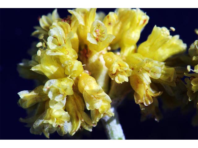 Eriogonum brevicaule var. laxifolium (Shortstem buckwheat) #50683