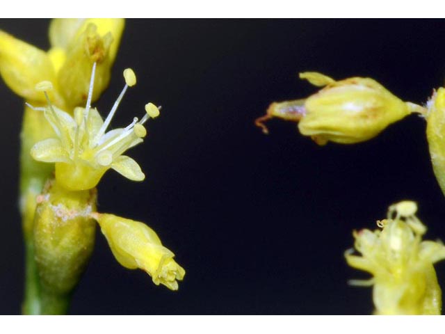 Eriogonum brevicaule (Shortstem buckwheat) #50728