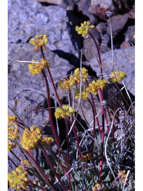 Eriogonum caespitosum (Matted buckwheat) #50906