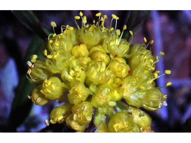 Eriogonum caespitosum (Matted buckwheat) #50913