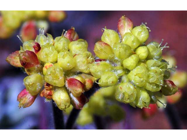 Eriogonum caespitosum (Matted buckwheat) #50918