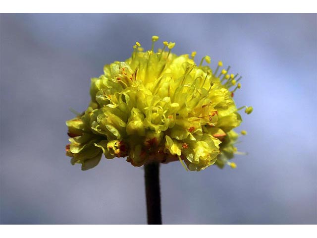Eriogonum mancum (Imperfect buckwheat) #50963