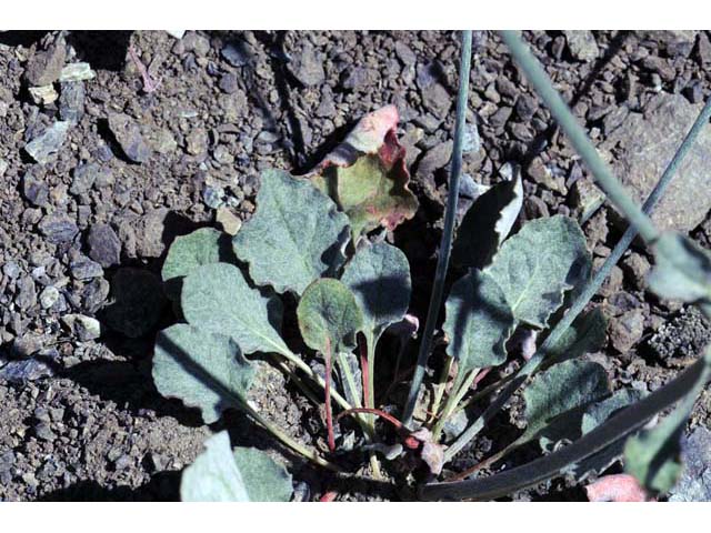 Eriogonum cithariforme var. cithariforme (Cithara buckwheat) #51021