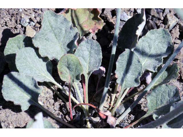 Eriogonum cithariforme (Cithara buckwheat) #51028