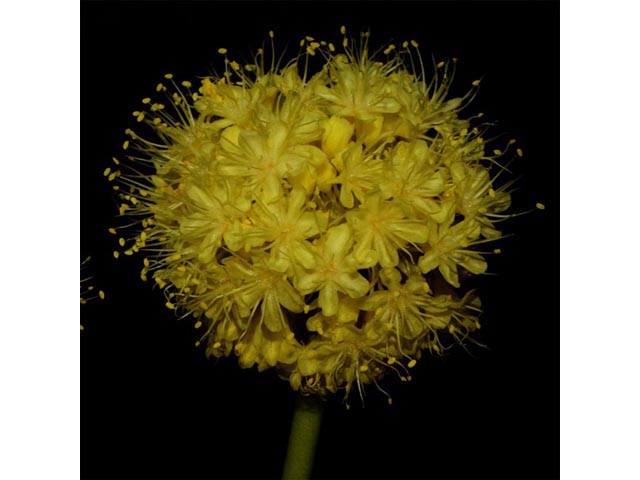 Eriogonum compositum var. compositum (Arrow-leaf buckwheat) #51055