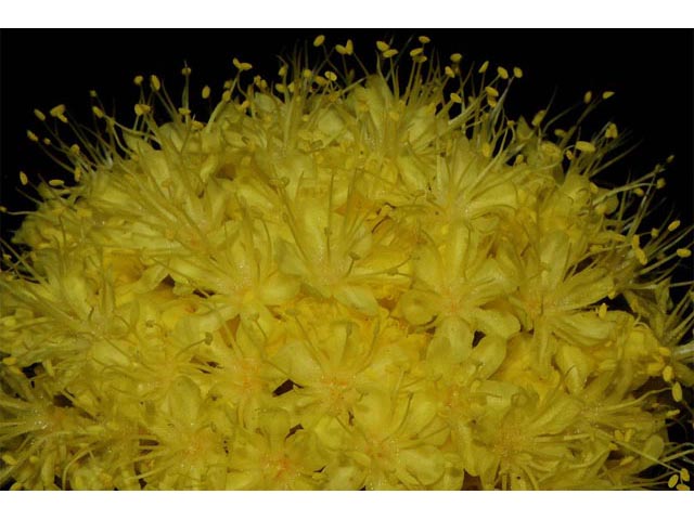 Eriogonum compositum var. compositum (Arrow-leaf buckwheat) #51056