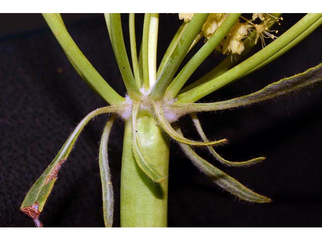 Eriogonum compositum var. compositum (Arrow-leaf buckwheat) #51061