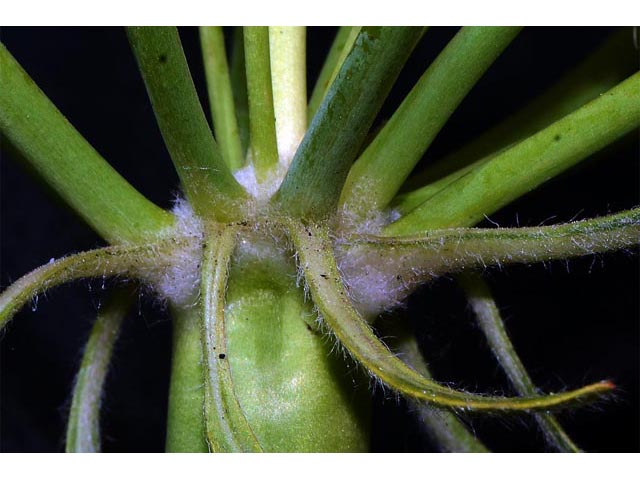 Eriogonum compositum var. compositum (Arrow-leaf buckwheat) #51062