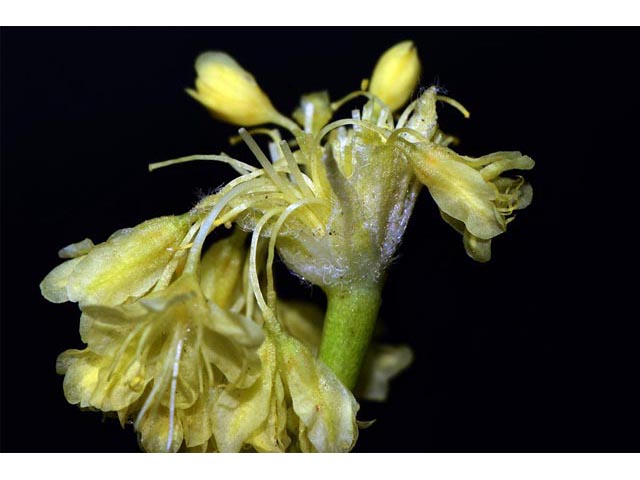 Eriogonum compositum var. compositum (Arrow-leaf buckwheat) #51063