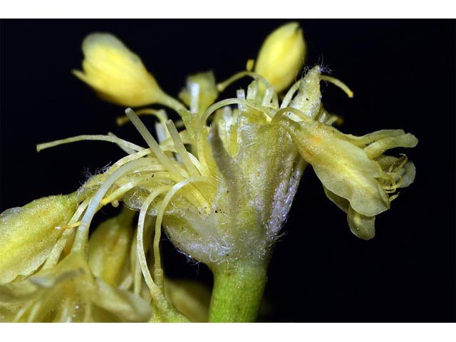 Eriogonum compositum var. compositum (Arrow-leaf buckwheat) #51064
