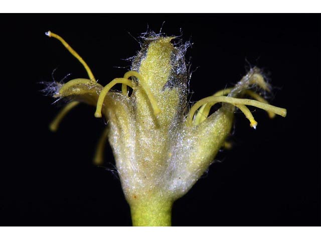 Eriogonum compositum var. compositum (Arrow-leaf buckwheat) #51065