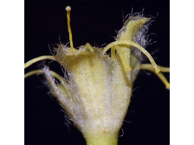 Eriogonum compositum var. compositum (Arrow-leaf buckwheat) #51066