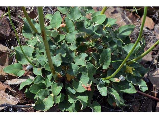 Eriogonum compositum var. compositum (Arrow-leaf buckwheat) #51067