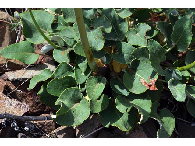 Eriogonum compositum var. compositum (Arrow-leaf buckwheat) #51068