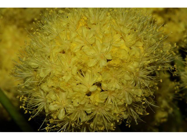 Eriogonum compositum (Arrowleaf buckwheat) #51082