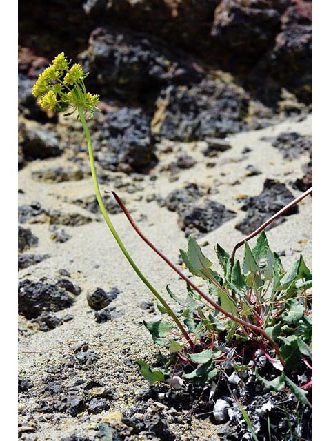 Eriogonum compositum var. leianthum (Arrow-leaf buckwheat) #51101
