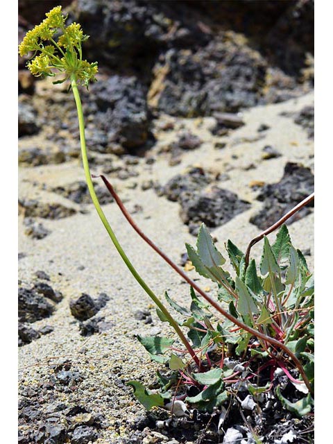 Eriogonum compositum var. leianthum (Arrow-leaf buckwheat) #51102