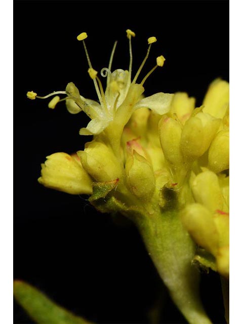 Eriogonum compositum var. leianthum (Arrow-leaf buckwheat) #51116