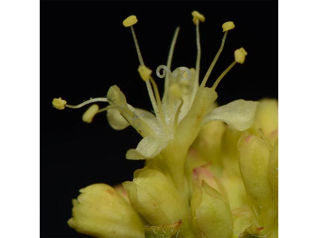 Eriogonum compositum var. leianthum (Arrow-leaf buckwheat) #51117