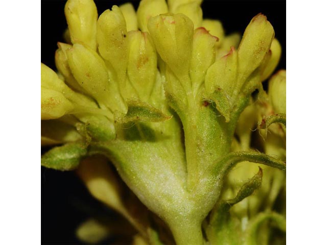 Eriogonum compositum var. leianthum (Arrow-leaf buckwheat) #51124
