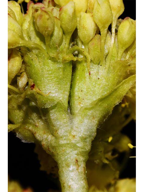 Eriogonum compositum var. leianthum (Arrow-leaf buckwheat) #51125