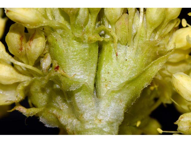 Eriogonum compositum var. leianthum (Arrow-leaf buckwheat) #51126