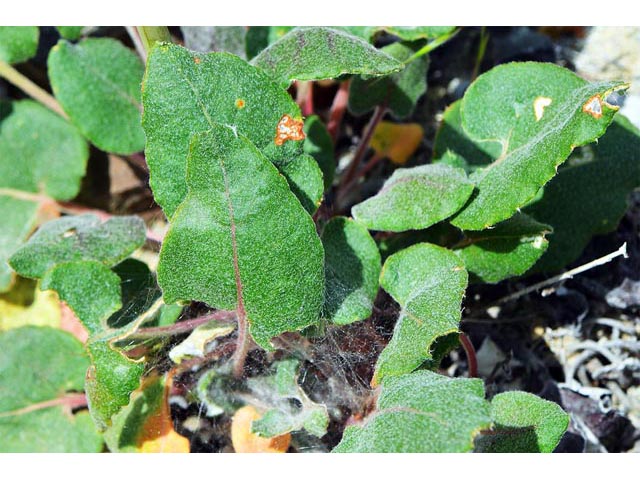 Eriogonum compositum var. leianthum (Arrow-leaf buckwheat) #51130