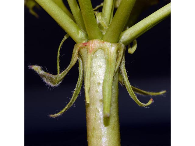 Eriogonum compositum var. leianthum (Arrow-leaf buckwheat) #51131
