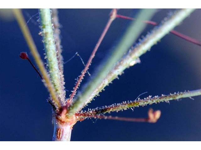 Eriogonum contiguum (Reveal's buckwheat) #51143