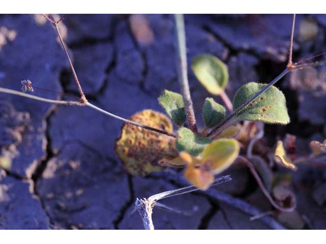 Eriogonum contiguum (Reveal's buckwheat) #51148