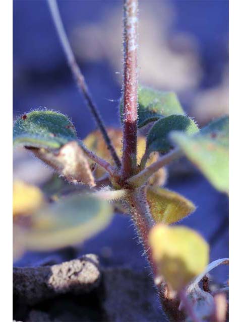 Eriogonum contiguum (Reveal's buckwheat) #51150