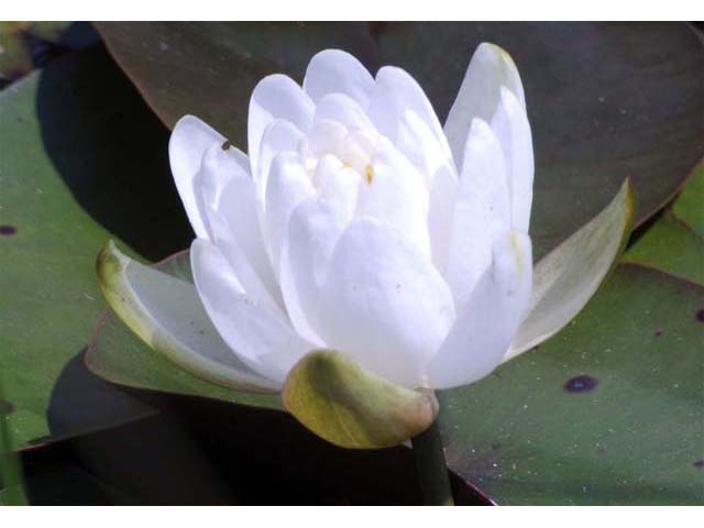Nymphaea odorata ssp. odorata (American white waterlily) #69543