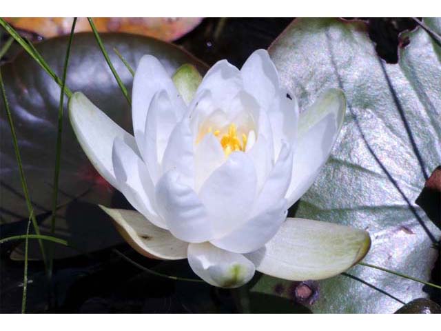 Nymphaea odorata (American white water-lily) #69582
