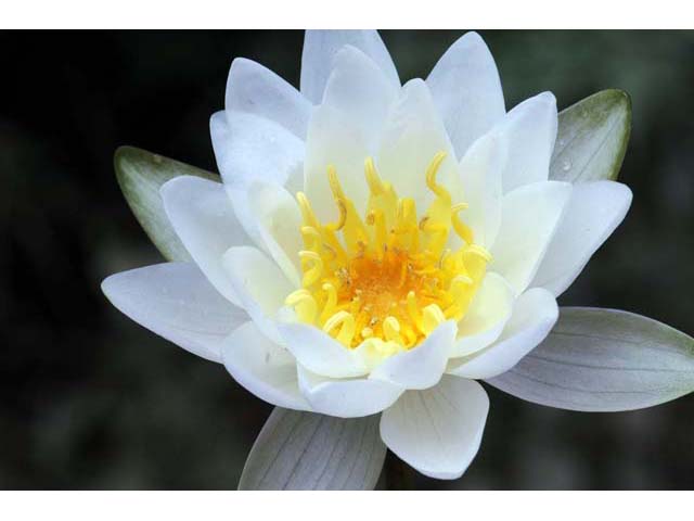 Nymphaea odorata (American white water-lily) #69587
