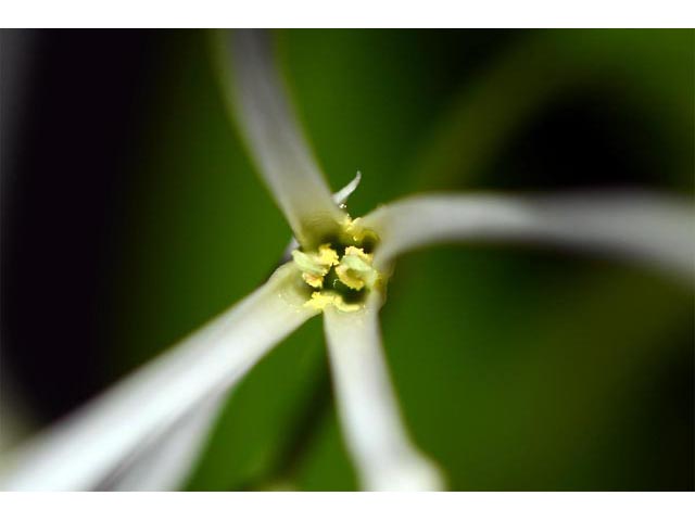 Chionanthus virginicus (White fringetree) #69626