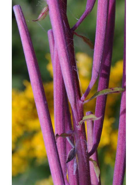 Chamerion angustifolium ssp. circumvagum (Fireweed) #69706