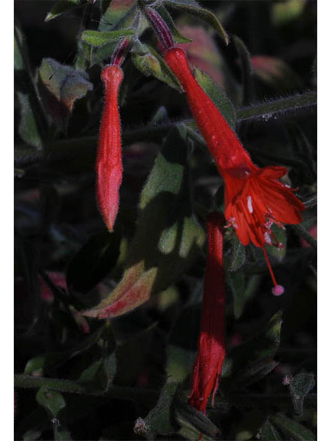 Epilobium canum ssp. garrettii (Garrett's firechalice) #69763