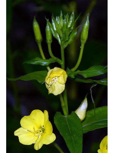 Oenothera biennis (Common evening-primrose) #69784