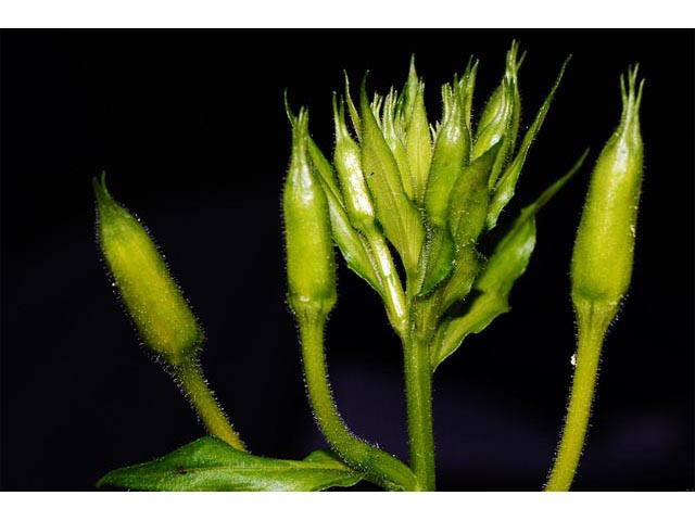 Oenothera biennis (Common evening-primrose) #69793