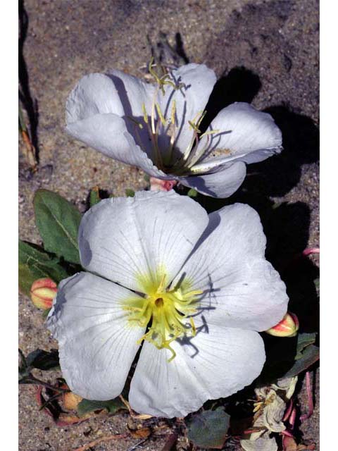 Oenothera caespitosa ssp. crinita (Tufted evening primrose) #69796