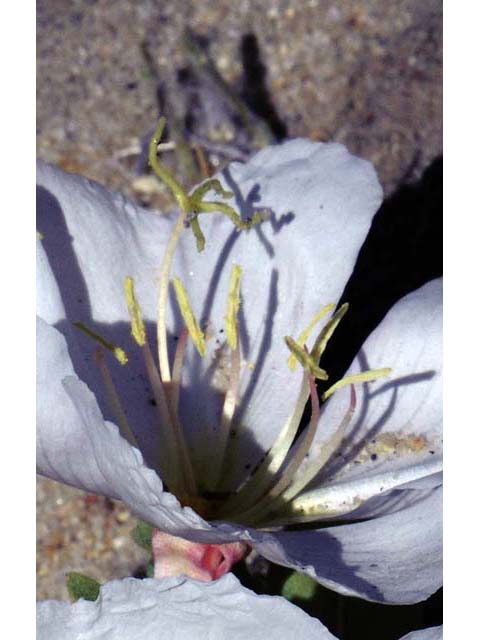 Oenothera caespitosa ssp. crinita (Tufted evening primrose) #69798