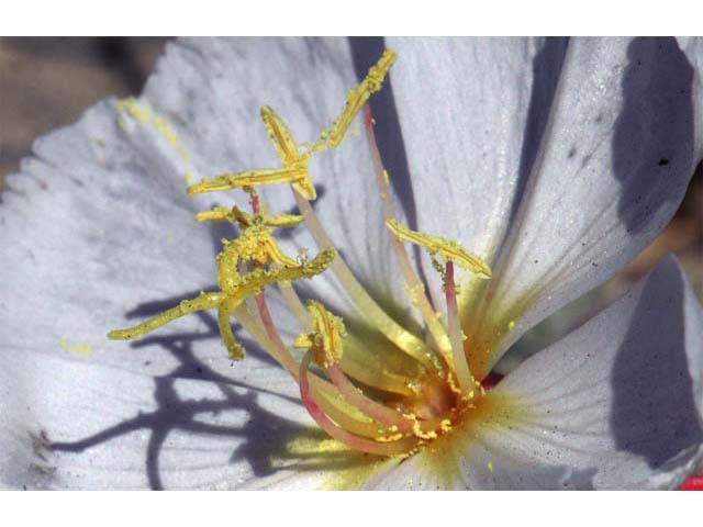 Oenothera caespitosa ssp. crinita (Tufted evening primrose) #69800