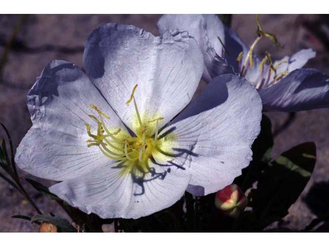 Oenothera caespitosa ssp. crinita (Tufted evening primrose) #69801