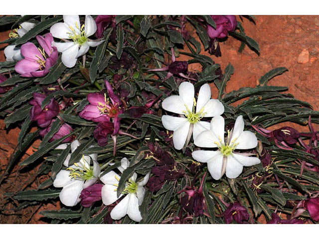 Oenothera caespitosa ssp. marginata (Tufted evening primrose) #69804