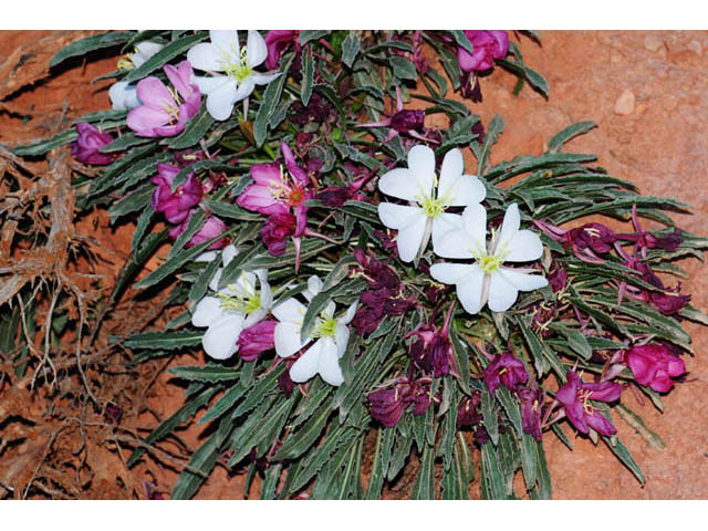Oenothera caespitosa ssp. marginata (Tufted evening primrose) #69805