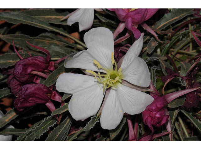 Oenothera caespitosa ssp. marginata (Tufted evening primrose) #69808