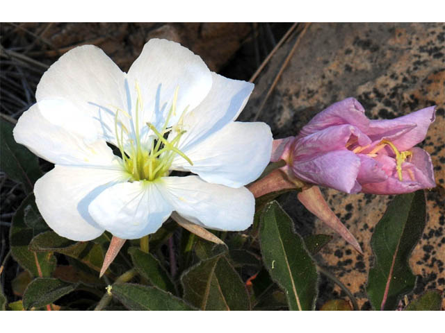 Oenothera caespitosa ssp. navajoensis (Navajo evening primrose) #69811